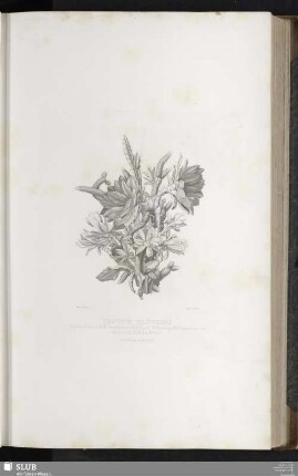 Cactus Blüthen