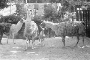 Nachwuchs bei den Lamas im Karlsruher Zoo