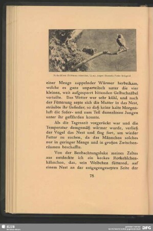 Rotkehlchen, Erithacus rubeculus, Linn., jungen Drosseln Futter bringend