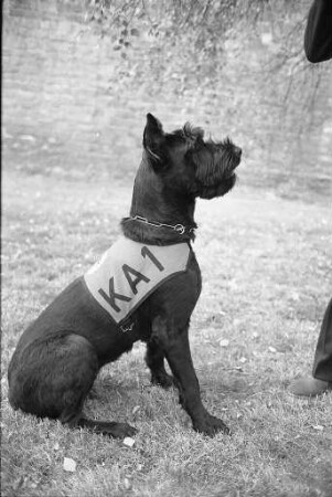 Empfehlung der Informationszentrale Tierschutz zur Kennzeichnung von Hunden bei freiem Auslauf