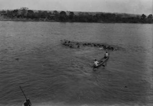 Rinderherde bei der Flussdurchquerung : Eine Herde Rinder durchquert den Rio Tieté. Die Hirten fahren mit einem Boot hinterher.