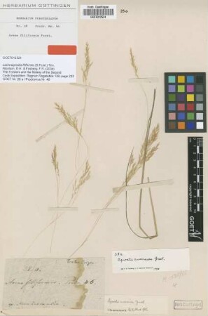 Avena filiformis G.Forst. [type]
