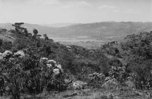 Kaffeepflanzung (Äthiopienreise 1937/1938 - 3. Fahrt: von Addis Abeba nach Mogadischu und zurück)