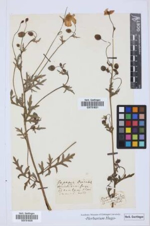 Papaver