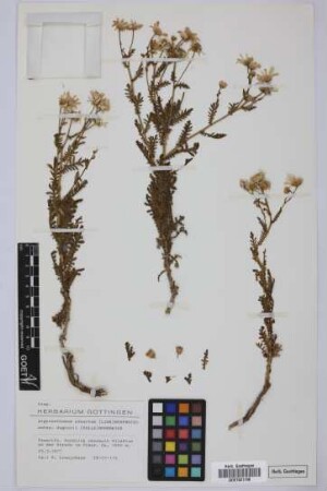 Argyranthemum adauctum dugourii (Bolle) Humphries