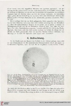 II. Befruchtung