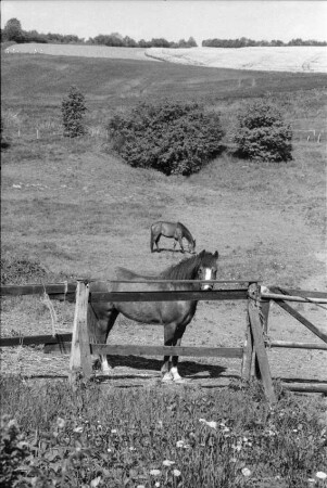 zwei Pferde auf Weide: vorn Holzzaun: hinten Knicklandschaft mit Feldern