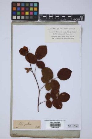 Rosa gallica L.