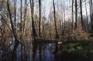 Königsbrück. Ehemaliger Truppenübungsplatz der Gruppe der Sowjetischen Streitkräfte in Deutschland (GSSD). Rohnaer Gebiet. Otterbach, durch Biber angestaut