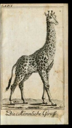 Die Männliche Giraffe