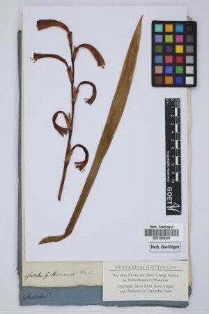 Gladiolus Marianus Thunb.
