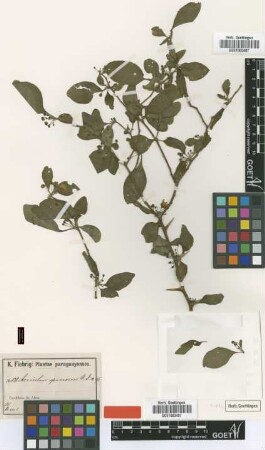 Acnistus spinosus Dammer [type]