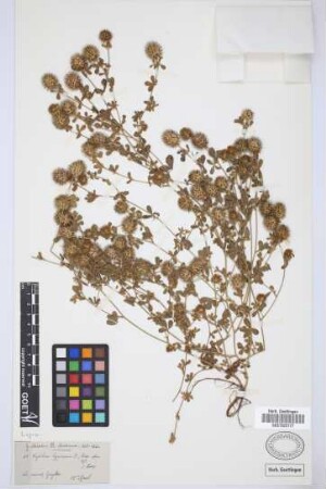 Trifolium lappaceum L.