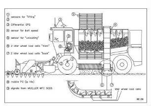 Yield measurement in a sugar beet harvester