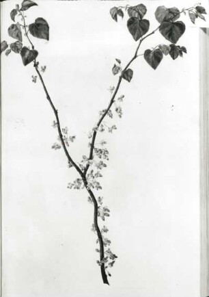 Cercis caniadensis (Judasbaum) : Cercis caniadensis (Judasbaum). Deckfarben; 52 x 36,5 cm. A. 19. Jh. Aus: Plantae selectae vivia coloribus depictae Centuria, Bd. IV, Nr. 34. Dresden: SLUB SB 146