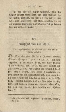 XVI. Verschiedenes von Affen