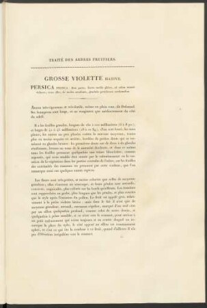 Grosse Violette Hative. Persica Prisca ...
