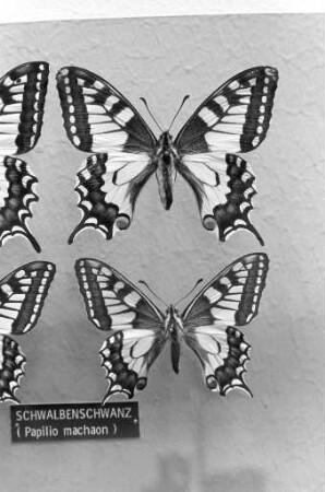 2. Europäischer Kongress für Lepidopterologie mit Sonderausstellung beim Museum am Friedrichsplatz