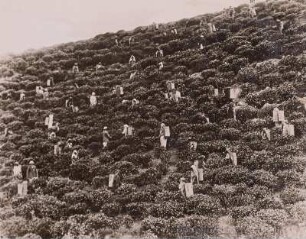 Teernte, Sri Lanka : Insel Ceylon (heute: Sri Lanka), Teepflückende Kulis beim Sammeln der Blätter