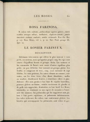61-62, Rosa Farinosa. Le Rosier Farineux.