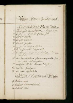 Wespen, Bienen, Insecten