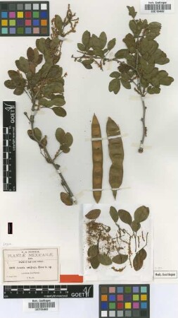 Acacia unijuga Rose [type]