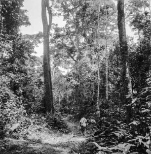 Regenwald : Mann auf einem Weg durch den Regenwald
