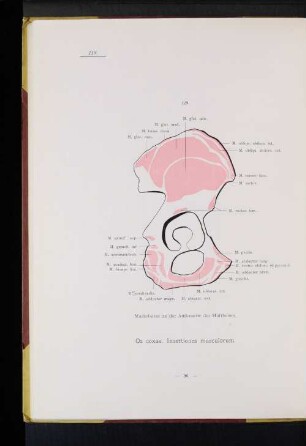 Os coxae.