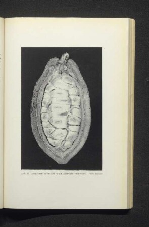 Abb. 13. Längsschnitt durch eine reife Kakaofrucht (verkleinert).