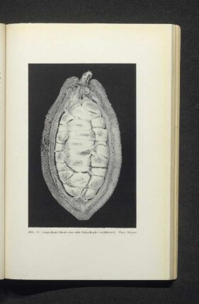 Abb. 13. Längsschnitt durch eine reife Kakaofrucht (verkleinert).
