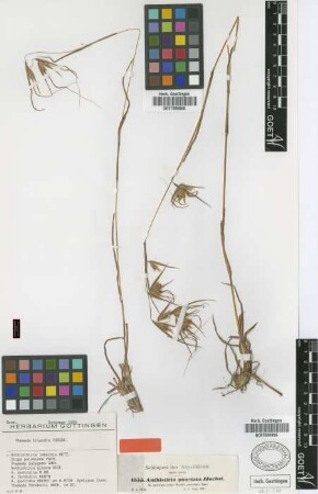 Anthistiria punctata Hochst. ex A.Rich. [syntype]