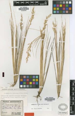 Agrostis antoniana Griseb. [syntype]