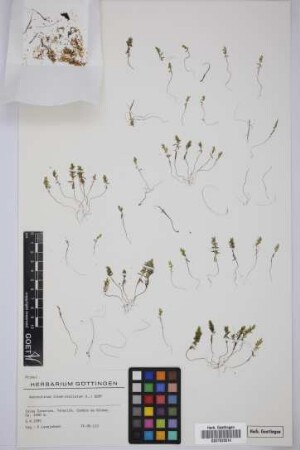Asterolinum linum-stellatum (L.) Duby