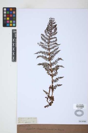 Athyrium alpestre (Hoppe) Rylands