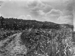 Heuschrecken : Heuschreckenschwarm über einer Straße