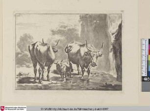 [Die zwei Ochsen und das Schaf; Two cows and one sheep at a ford]