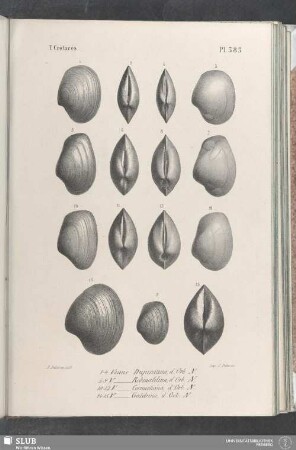 Pl. 383