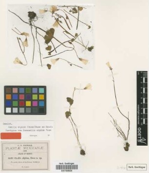 Ionoxalis alpina Rose [isotype]