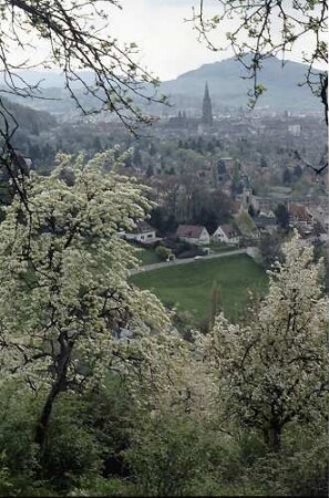Freiburg i. Br.: Frühling an der Eichhalde: Blüten und Blick auf das Münster