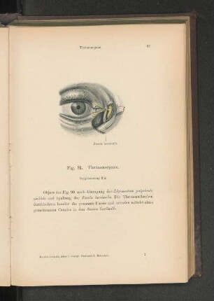 Fig. 91. Thränenorgane.