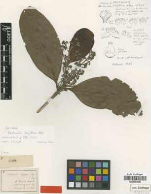 Nectandra cissiflora Nees [isotype]