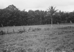 Vogeltelephon an einer Palme : Landschaft mit Reisfeldern und Palmen im Hintergrund