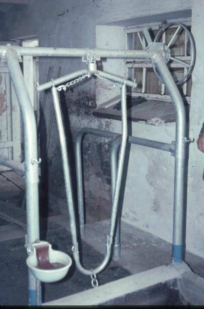 Fotografie: Milchviehhaltung, Anbindehaltung, Anbindevorrichtung