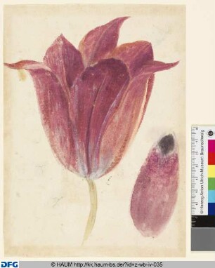 Studie von Tulpenblüten