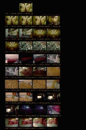 [Landesschau-Bilder:] Weinherstellung