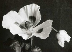 Schlafmohn (Papaver somniferum). Blütenstand