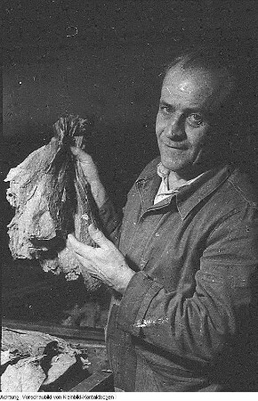 Dresden-Striesen, Glashütter Straße 94. Zigarettenfabrik Jasmatzi und Söhne (1900; O. Röhle), September 1952