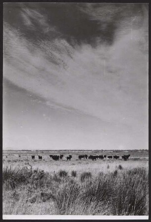 Wilde Rinderherde in der Camargue