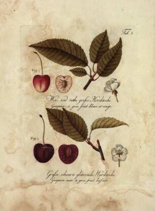 Tab. 3. Fig. 1. Weis und rothe grosse Herzkirsche [...] Fig. 2. Grosse schwarze glänzende Herzkirsche [...]