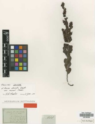 Acacia obovata Benth. var. minor Meisn.[isotype]